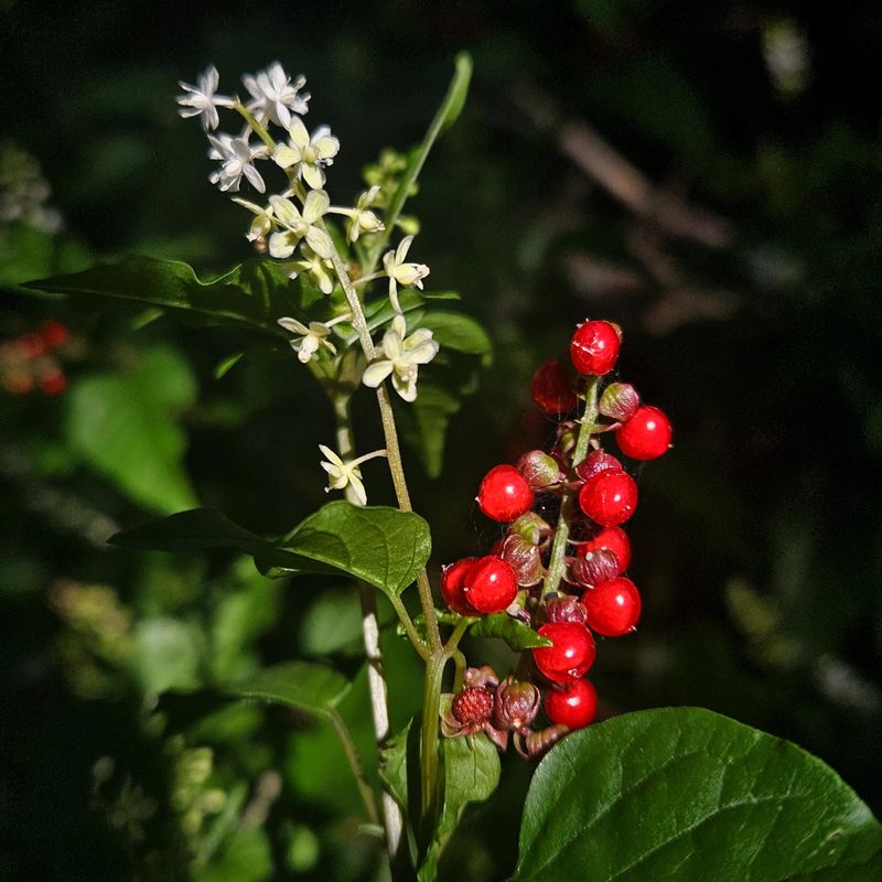 Pigeonberry (Rivina Humilis)