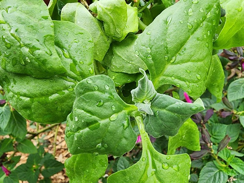New Zealand Spinach Thrives In Arizona Heat For Continuous Harvest