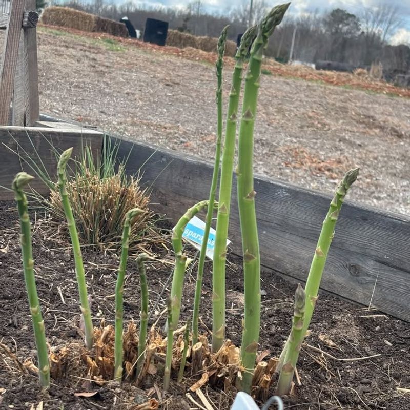 Asparagus Returns Each Year And Produces For Decades