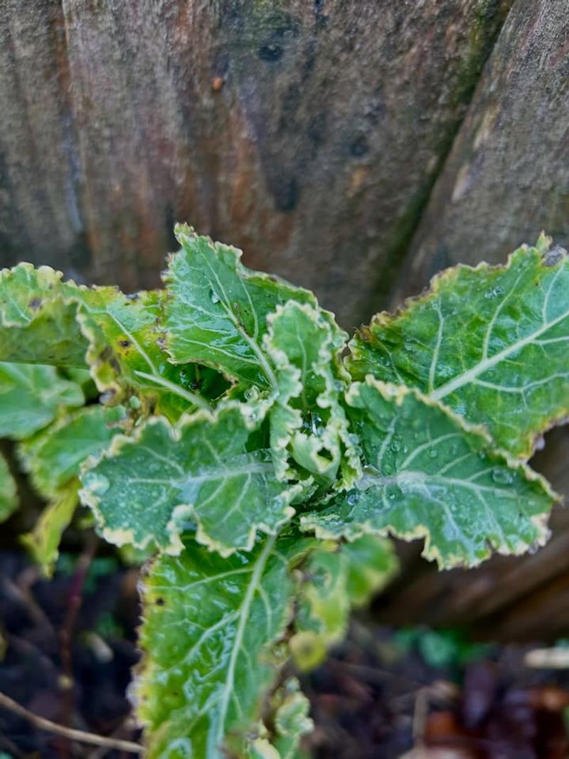 Perennial Kale Regrows And Produces Leaves Over Time