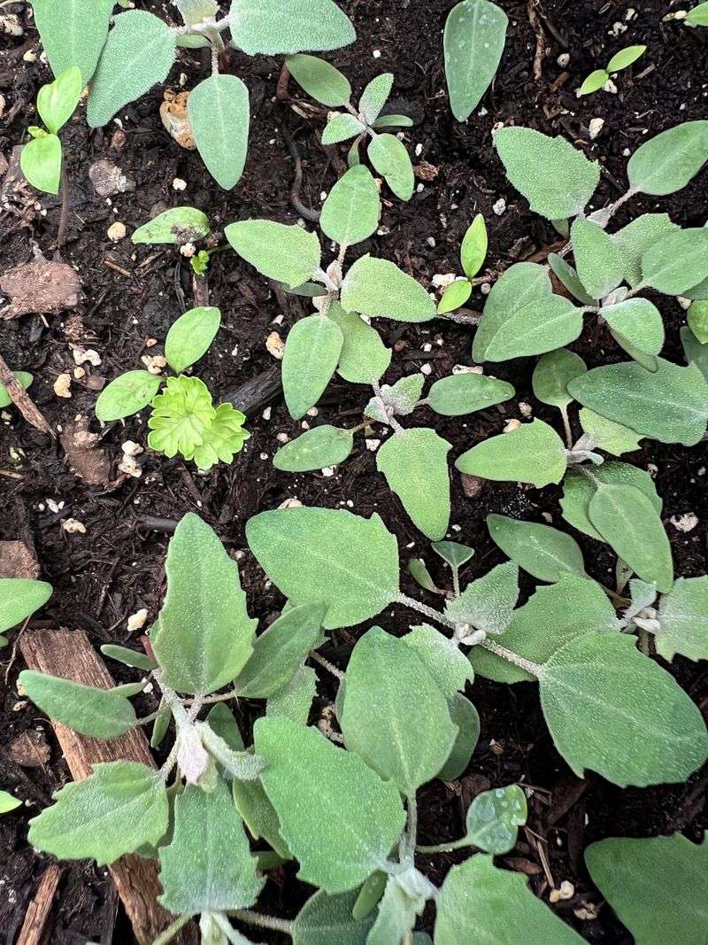 Common Lambsquarters