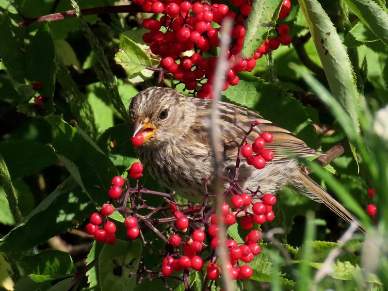 Seed And Berry Sources Help Birds Recover After Winter