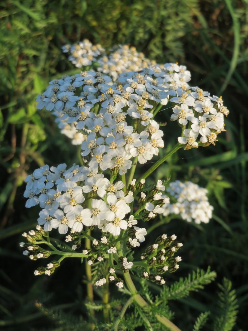 Yarrow Thrives In Sunny Dry Spots