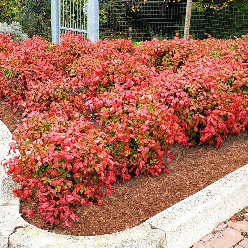 Dwarf Nandina Adds Year-Round Color In A Compact Form