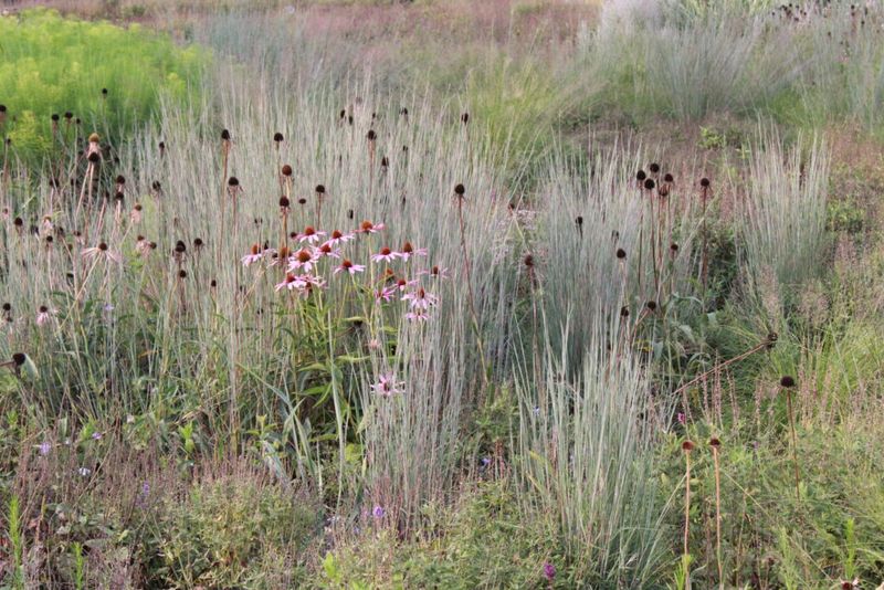 Little Bluestem For Soft Movement And Fall Beauty
