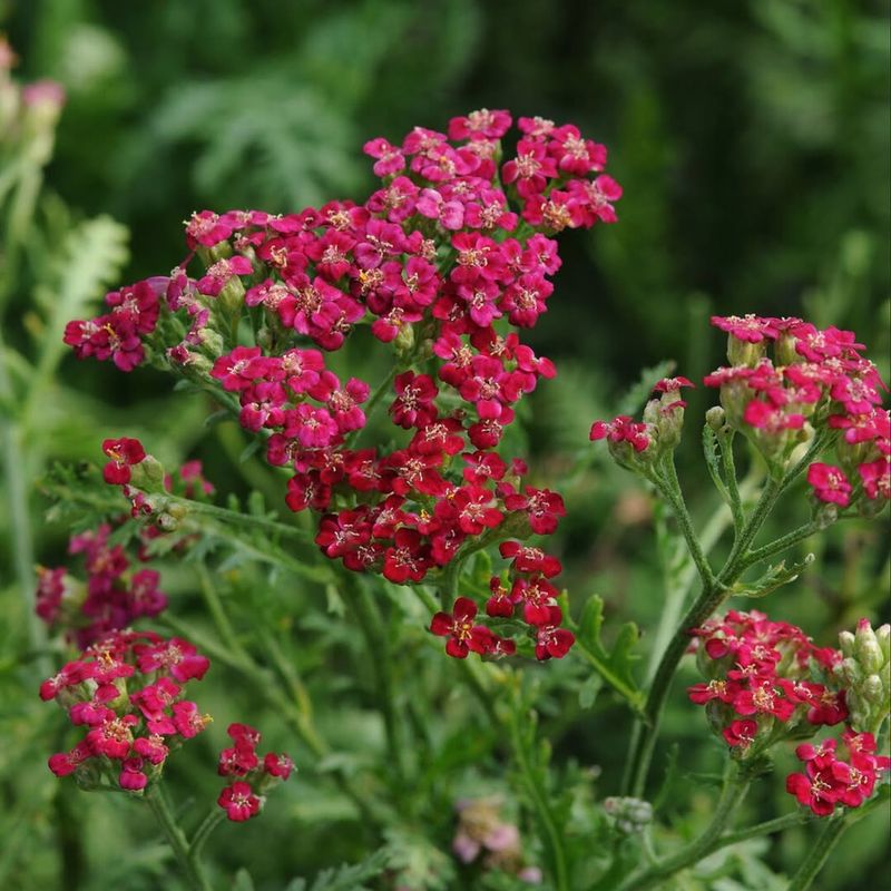 Yarrow (Achillea Millefolium)
