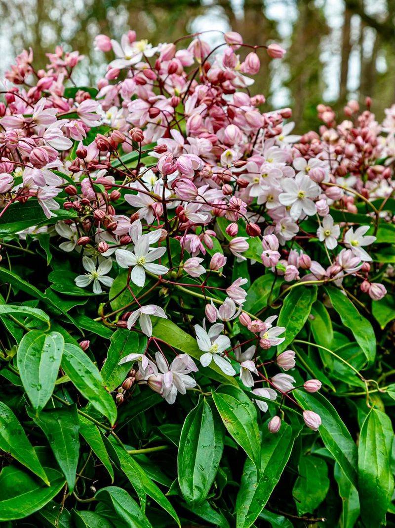 Astilbe (Astilbe x Arendsii)