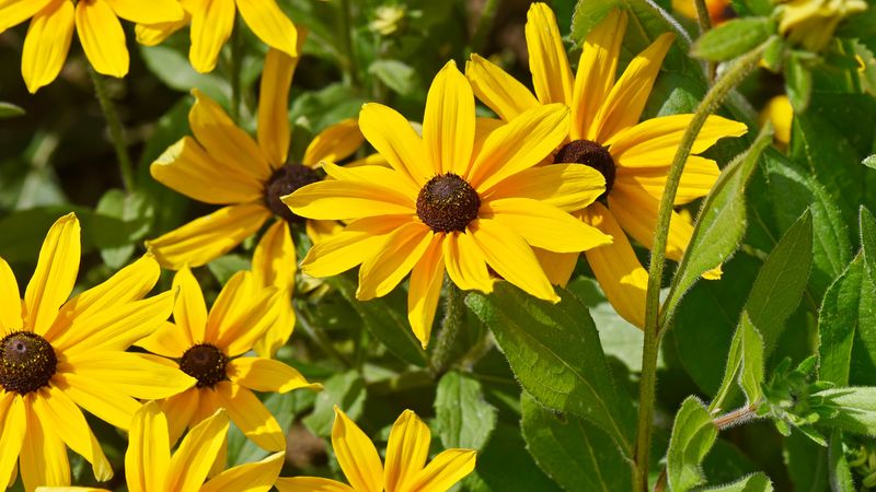 Black-Eyed Susan