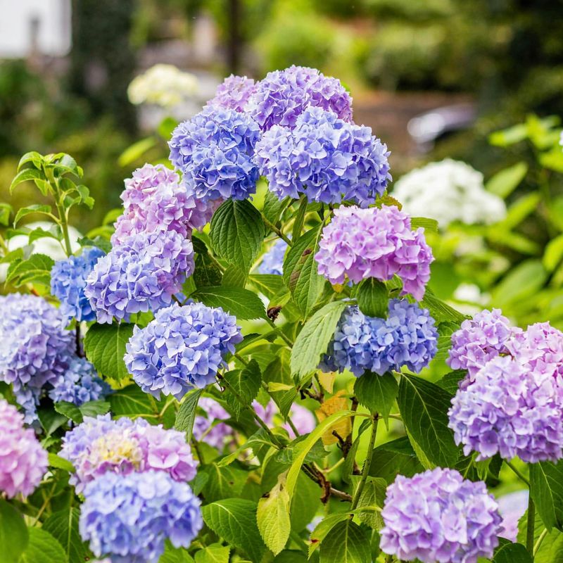 Hydrangeas
