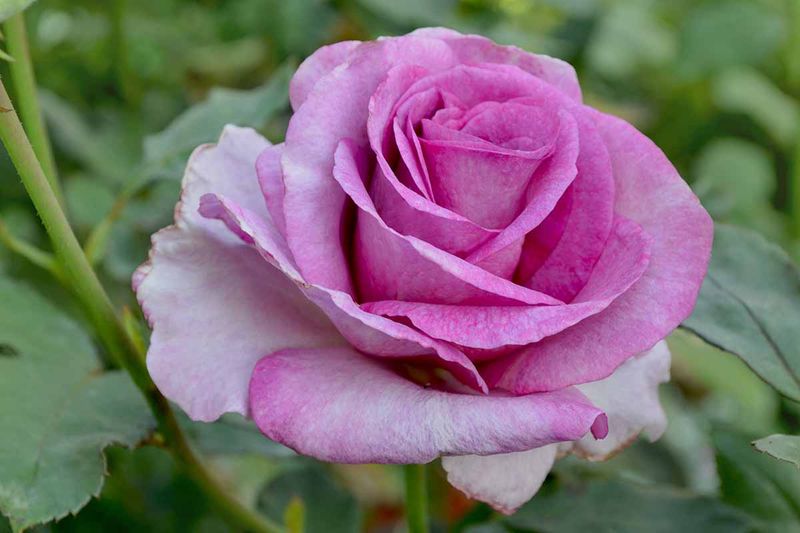 Hybrid Tea Roses