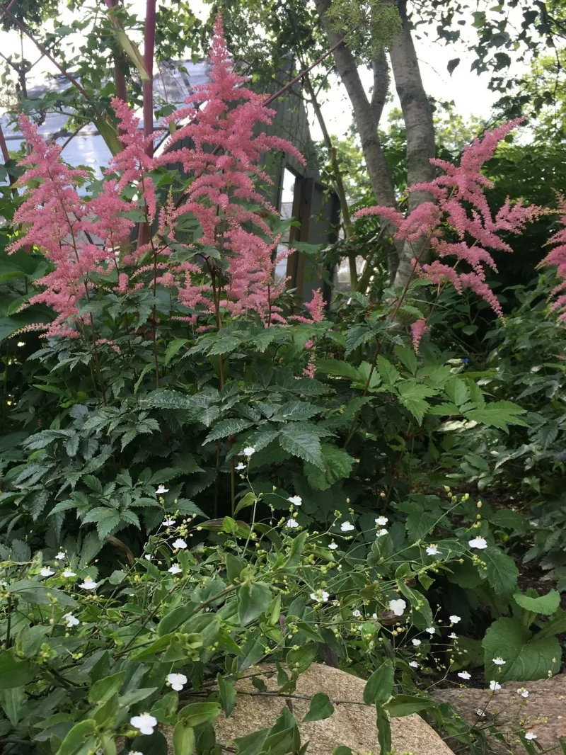 Astilbe Adds Soft Blooms To Cool Shade