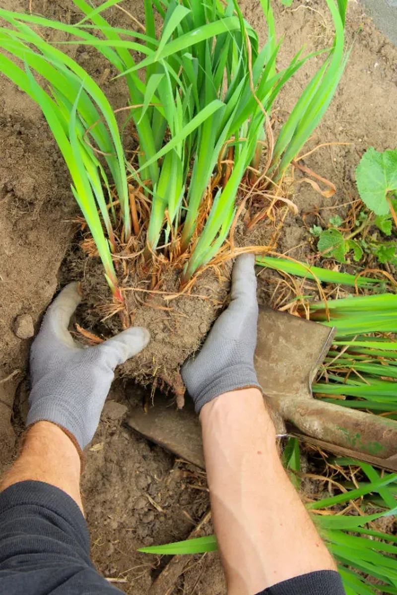 Daylilies Bounce Back Quickly After Dividing