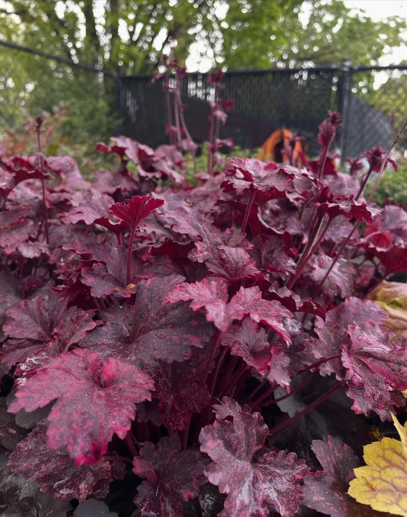 Coral Bells Add Color Even In Partial Shade