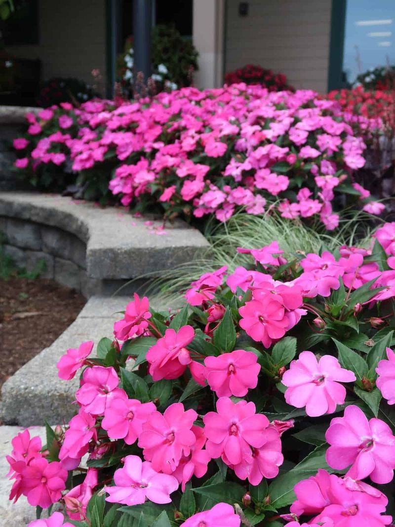 Impatiens Keep Soil Too Wet