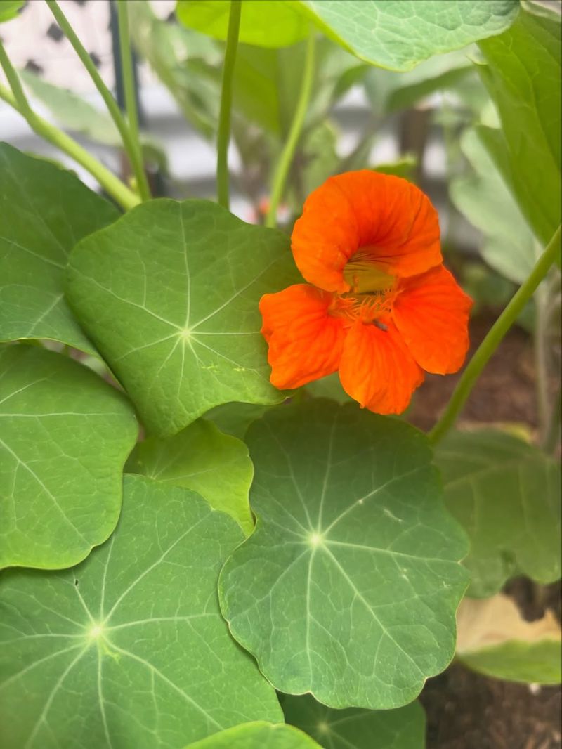 Nasturtiums