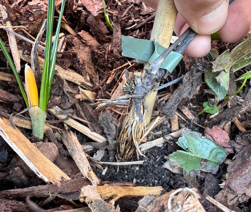 Winter Damage Can Cost You A Strong Bloom Season