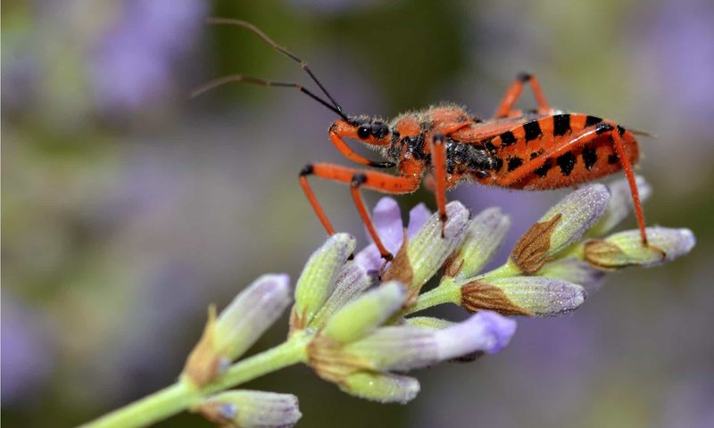 Assassin Bugs