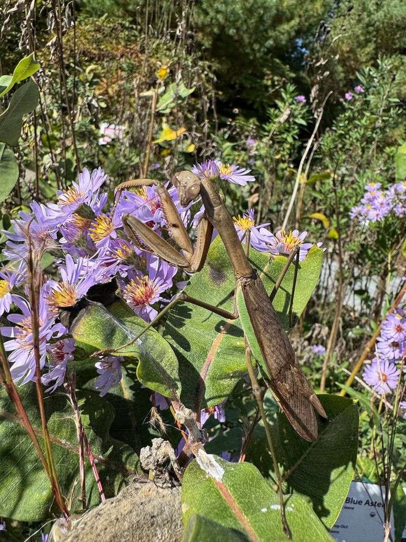 Praying Mantises