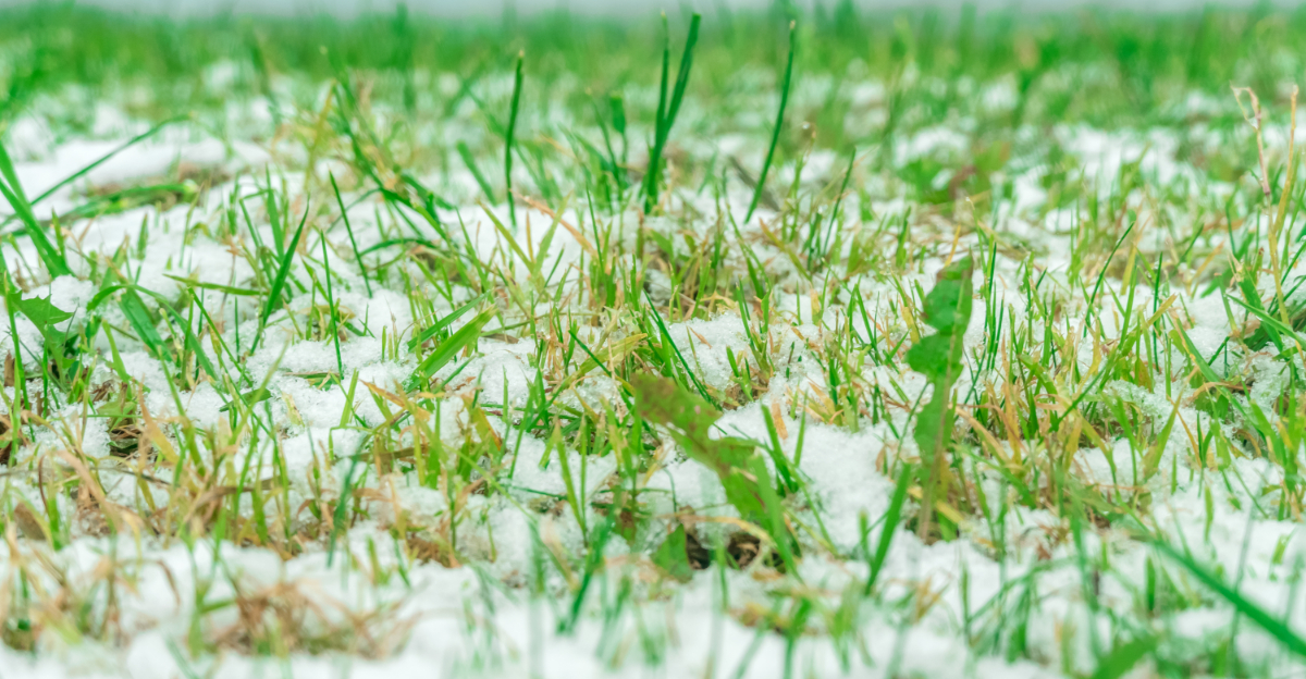 How A Frigid Winter Affects Pest Levels Later In Ohio