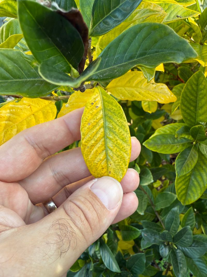 When Iron Shortages Start Showing In The Leaves