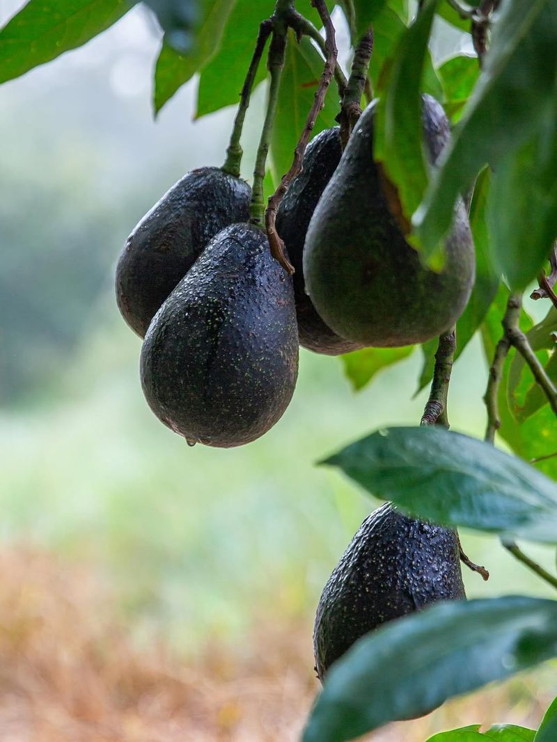 The Balance Between Cold Resistance And Marketable Fruit Traits