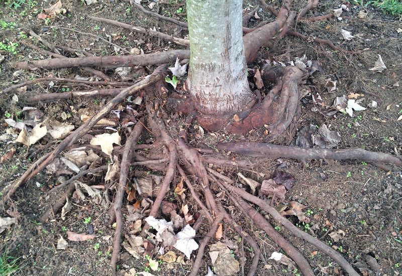 Why Stem-Girdling Roots Start Forming Under Mulch Mounds