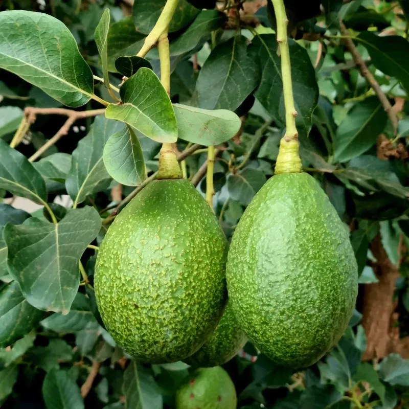 Why Traditional Florida Avocados Struggle During Cold Snaps
