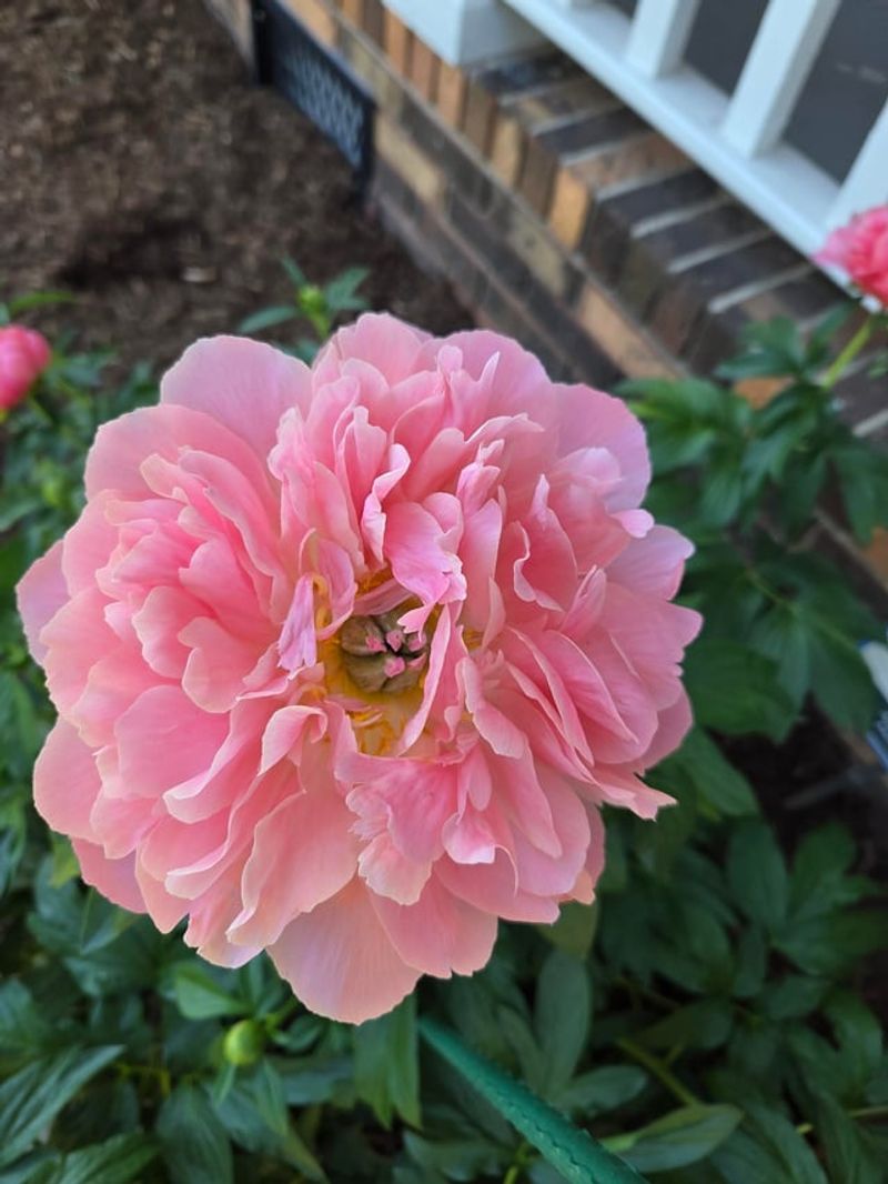 Why Sunny Spots Give Peonies Better Blooms