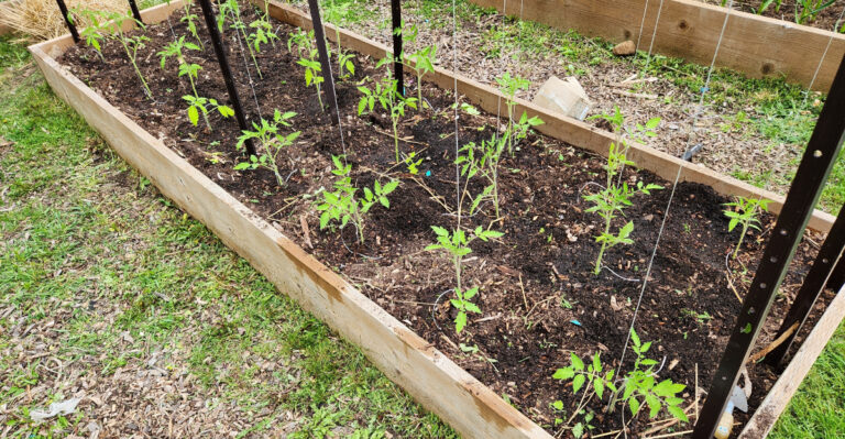 tomato plants in a raised bed