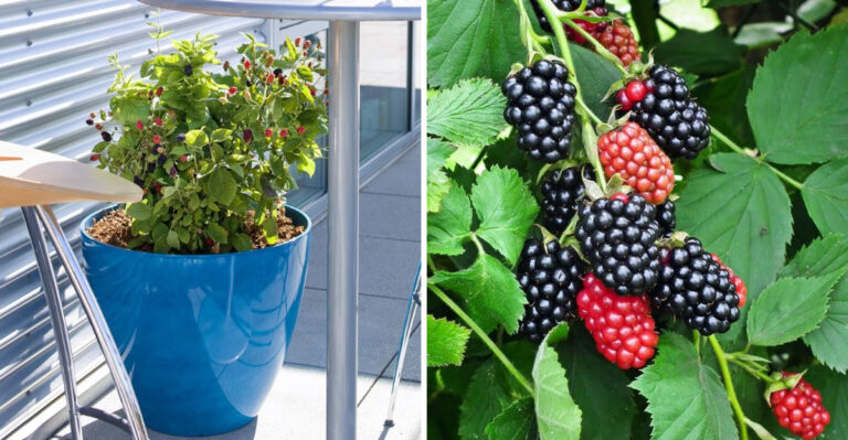 How Georgia Gardeners Can Grow Blackberries In Containers For A Sweet Harvest