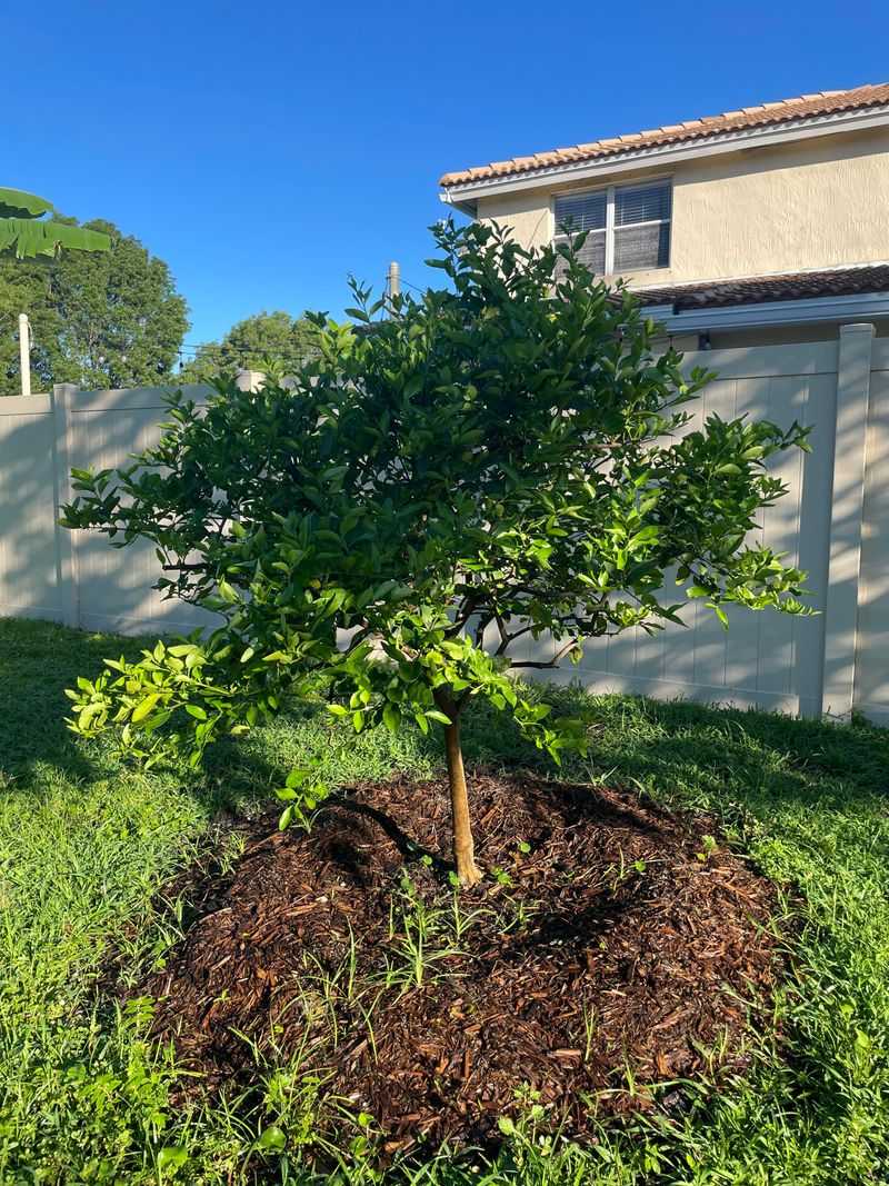 Why Mulch Piled Near The Trunk Can Create Problems