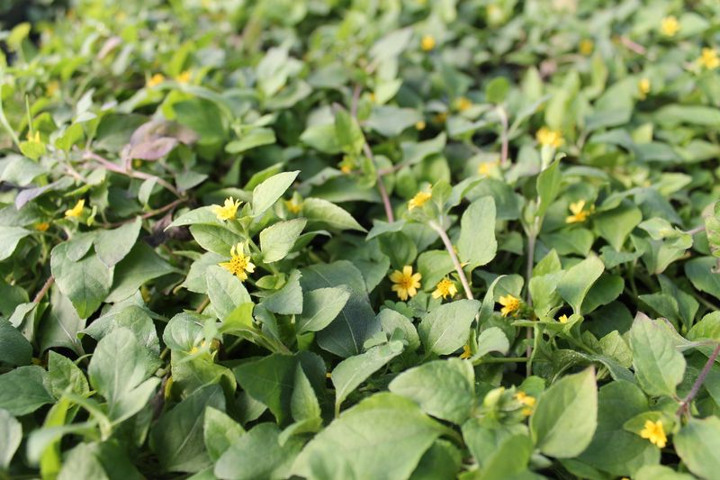 What Makes It Better Than Bare Soil Or Patchy Grass