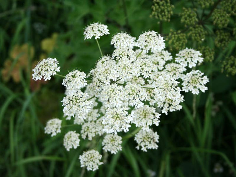 What Makes It Different From Similar Looking Plants