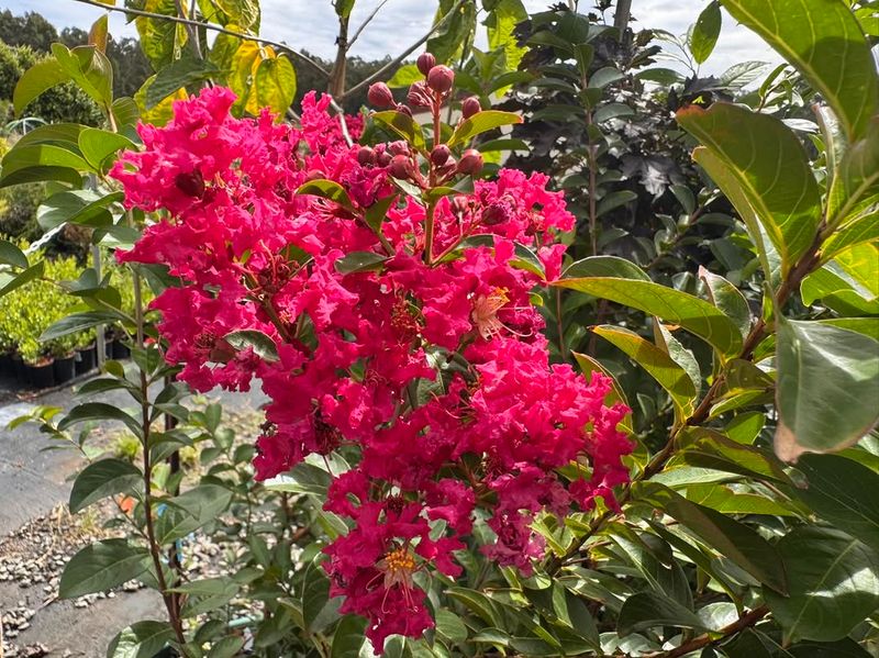 Why The Right Mature Size Matters Before You Plant