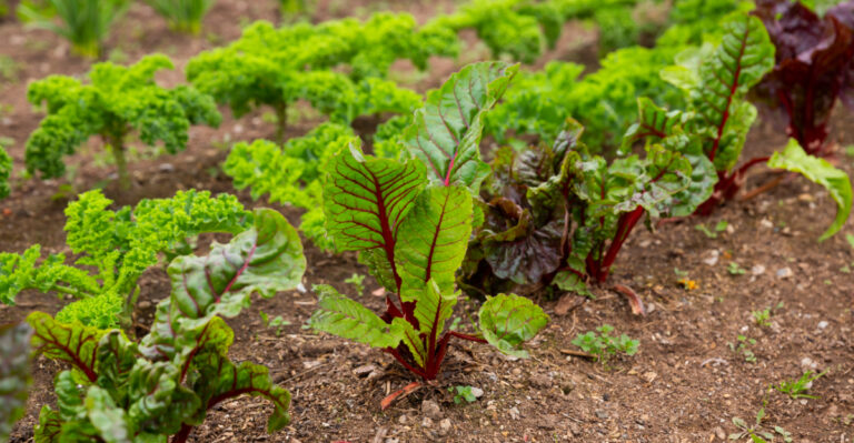 How Long Do These Vegetables Take To Grow In Oregon
