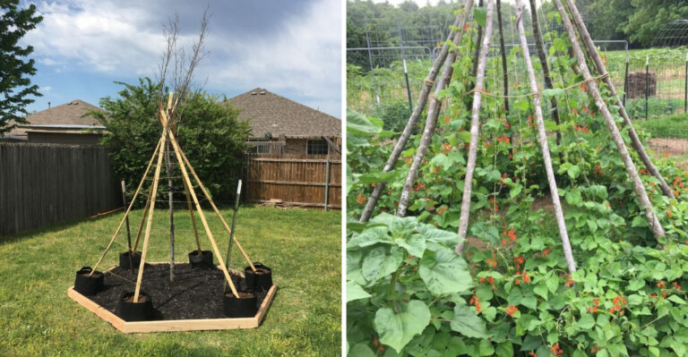 How Michigan Gardeners Turn Simple Poles Into A Beautiful Living Bean Teepee