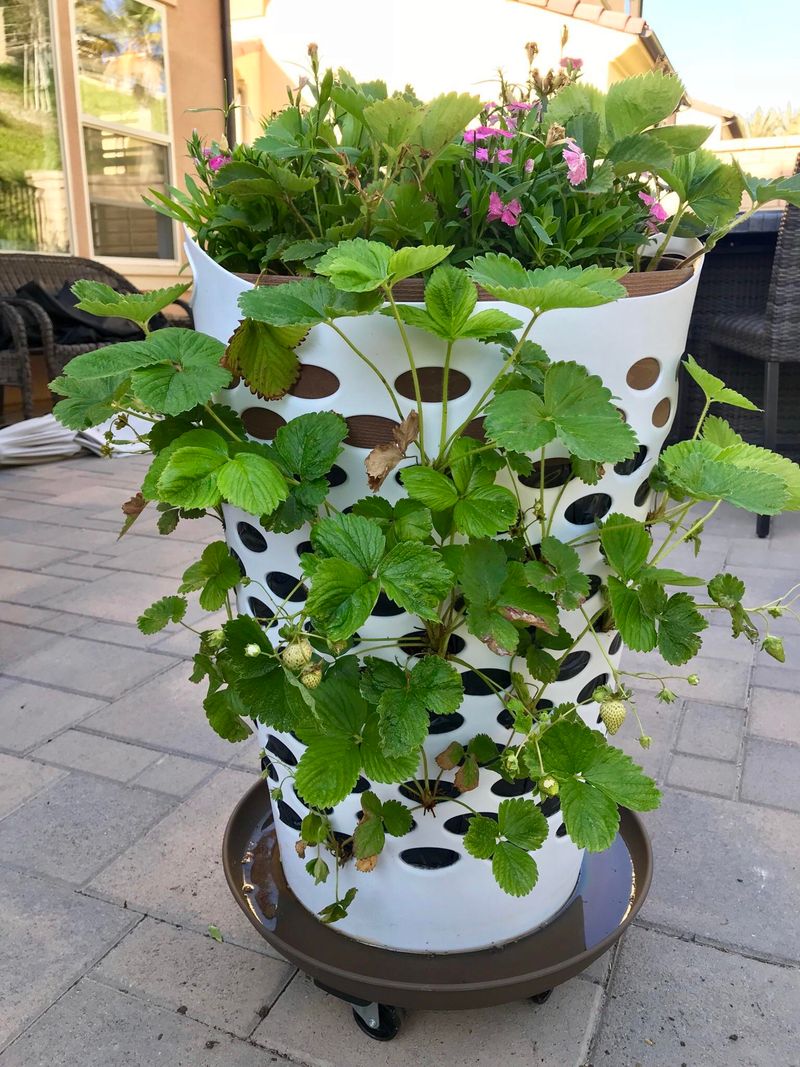 Laundry Baskets Work Well For Growing Vegetables In Michigan