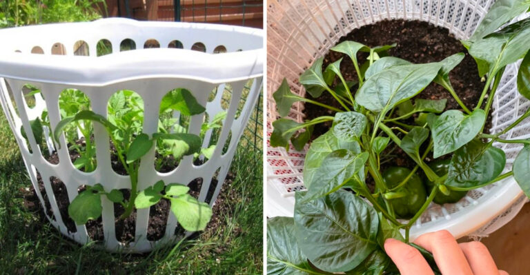 How Michigan Gardeners Use Laundry Baskets To Grow Fruits And Vegetables