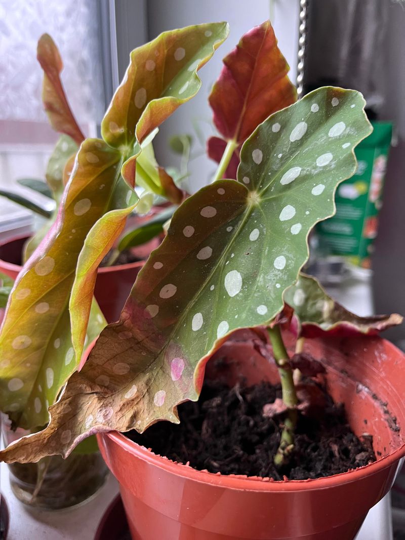 Choosing The Right Light Conditions In Michigan Homes