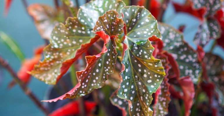 How Michigan Plant Lovers Are Growing Polka Dot Begonias Indoors With Confidence