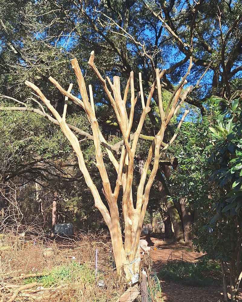 What Proper Pruning Should Look Like By Spring