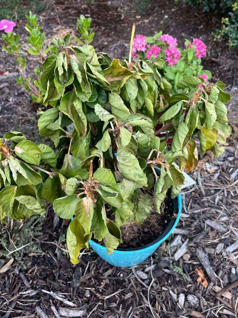 What Happens When Hibiscus Dries Out Too Quickly