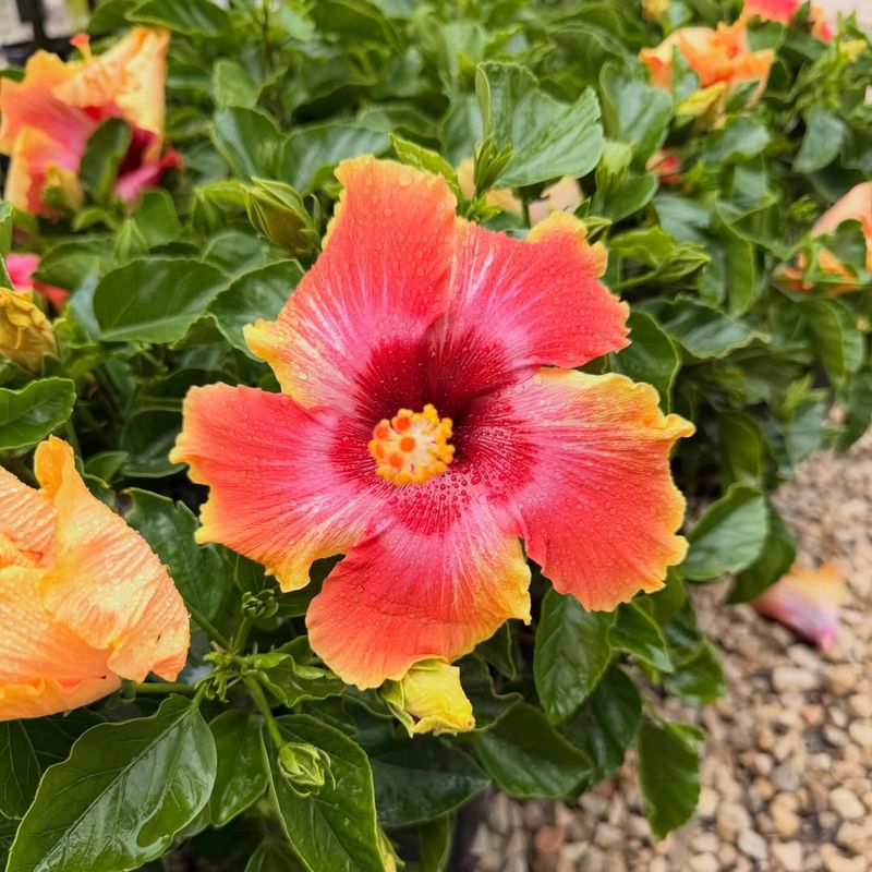 What Strong Sun Exposure Means In Texas Gardens