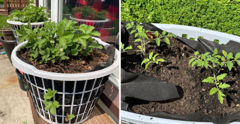 How North Carolina Gardeners Are Growing Vegetables In Laundry Baskets