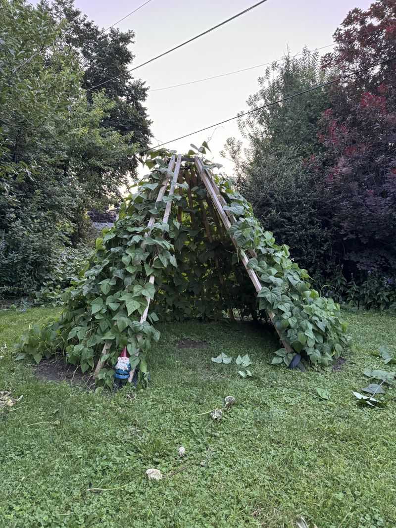 Choose A Sunny Spot With Warm Soil