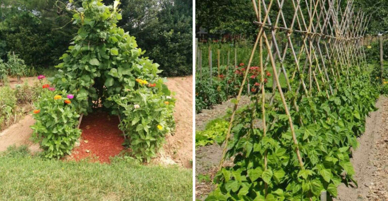 How North Carolina Gardeners Build A Simple Bean Teepee From Poles And Why It Works So Well