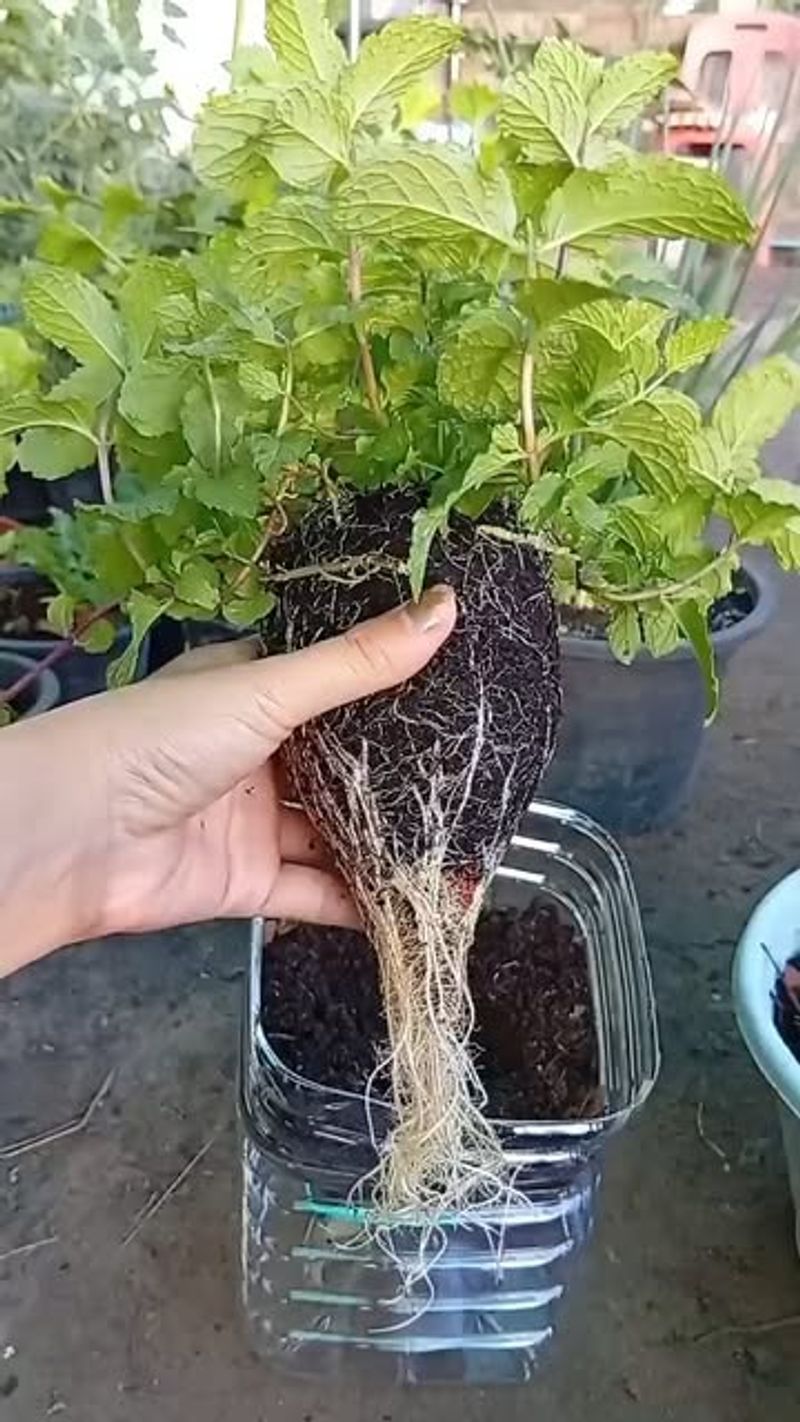 Choose A Healthy Mint Cutting Or Small Plant