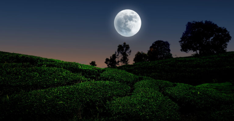 moon above field