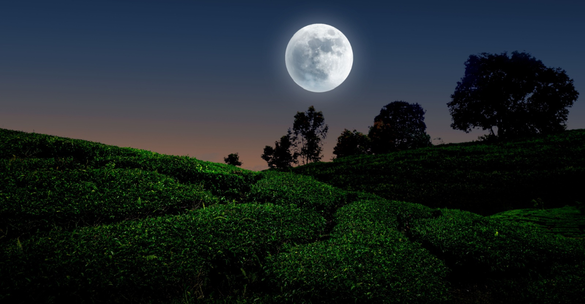 moon above field