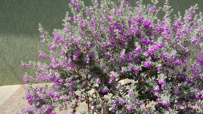 What Happens If You Prune Texas Sage The Wrong Way